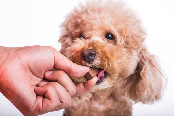 Heartworm Chewable