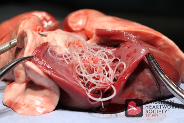 Heartworm Disease 